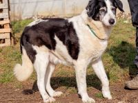 Foltos möchte einmal in ihrem Leben glücklich sein