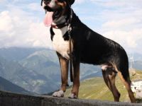 Großer Schweizer Sennenhund Deckrüde EGON "von den Berliner Zughunden"