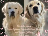 Golden Retriever vom Eisenmond
