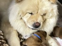 Chow Chow Welpen geboren