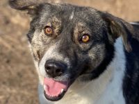 Degro, geb. ca. 01/2023, lebt in GRIECHENLAND, im städt. Tierheim Serres