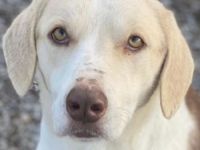 Lincoln, geb. ca. 01/2024, lebt in GRIECHENLAND, im städt. Tierheim Serres