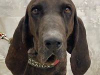 Lasko, geb. ca. 12/2022, lebt in GRIECHENLAND, auf einer privaten Pflegestelle