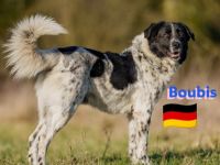 Boubis, 01/22 - Toller Begleiter für Erfahrene!