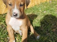 Cane Corso Mix Welpen/Babys 24.01.2025