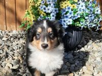 2 bildschöne, typvolle u.wesensfeste American-Collie-Welpen in trikolor