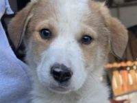 Chico, geb. ca. 10/2024, lebt in GRIECHENLAND, auf einer privaten Pflegestelle