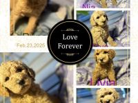 06493 Harzgerode XXL Großpudel in rot/ fawn apricot Königspudel suchen ihre Familien