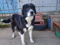 Traumhündin Gracia hofft auf ihre große Chance!