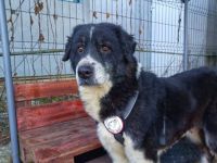 Traumhündin Gracia hofft auf ihre große Chance!