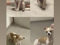 Kleine Nala sucht neues zu Hause