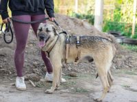 Basti hatte noch nie ein richtiges Zuhause. Schenkst du ihm eins?