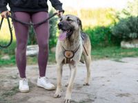 Basti hatte noch nie ein richtiges Zuhause. Schenkst du ihm eins?