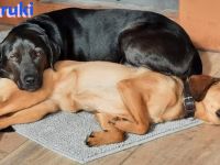 Haruki, 11/18 - sucht extrem DRINGEND eine erfahrene PS oder Zuhause