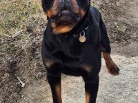 Rottweiler Rüde 18 Monate