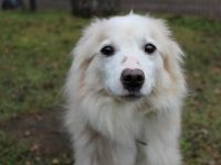 Moyo, Sheltie Mix, geb. 2019, möchte Vertrauen aufbauen und endlich ein Zuhause genießen