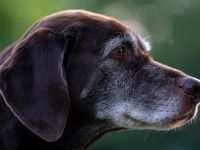 2teiliges ZOOM-Webinar für Hundehalter, Züchter etc.