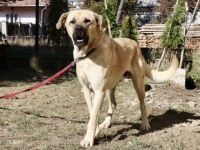 Hast du ein XL-Körbchen für Darwin?