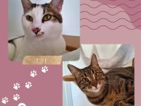 Kater Piff und Spooky suchen ihr Zuhause oder eine Pflegstelle