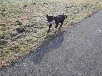 Mischling Hündin sucht neues liebevolles Zuhause