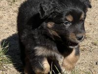 Miniature Australian Shepherd / Mini Aussie