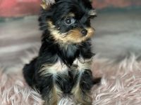 Xs Yorkshire Mädchen Hasi mit komplestes impfung