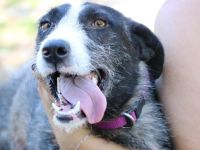 Dynamischer Strubbel Iva freut sich auf ihr eigenes Körbchen.