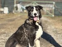 Dynamischer Strubbel Iva freut sich auf ihr eigenes Körbchen.