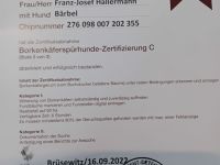 Deutsch Langhaar Welpen