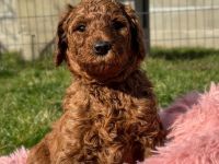 Königspudel in Fawn