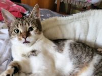 Tipsi sucht ihre neuen Spielgefährten