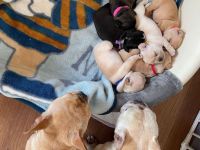 Französische Bulldoggenwelpen