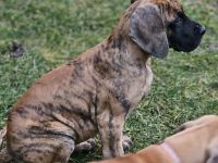 Deutsche Doggen Welpen in gelb und gelb/gestromt