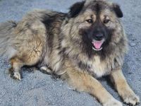 zaghafte Maddy sucht ein Zuhause. Adopt. don´t shop.