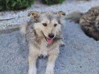 Pfiffiges Kerlchen, Nikos, sucht liebenden Begleiter auf Lebenszeit.