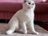 Special British Cats