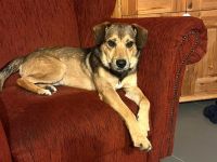 Benni - wird mal ein Grosser - ist auf Pflegestelle in 32479 Hille