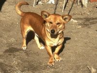 Charly - möchte Einzelprinz sein