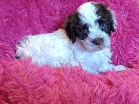 Lagotto Romagnolo