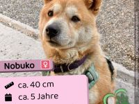 Nobuko - sozial, freundlich und ein bisschen Drama Queen