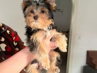 2 Reinrassige Mini Yorkshire Terrier Welpen in Kiel Sh
