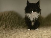 Britisch Langhaar/ Main Coon mix Kitten