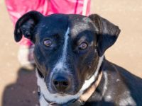 Frigyes wünscht  sich mit seiner Familie das Dreamteam zu werden