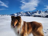 Alfred von der Windischen Höhe