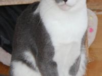 Vermittlungshilfe Senshi