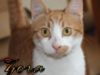 Vermittlungshilfe Zora