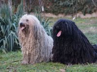 Puli Welpen aus anerkannter VDH-Zucht