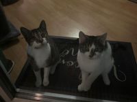 Zwei Liebevolle Katzen mit Zubehör abzugeben – 100€ VB
