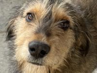 Flóki, geb. ca. 11/2023, lebt in GRIECHENLAND, auf einer privaten Pflegestelle