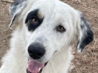 Popcorn, geb. ca. 09/2023, lebt in GRIECHENLAND, auf einem Gelände, auf dem die Hunde notdürftig ver